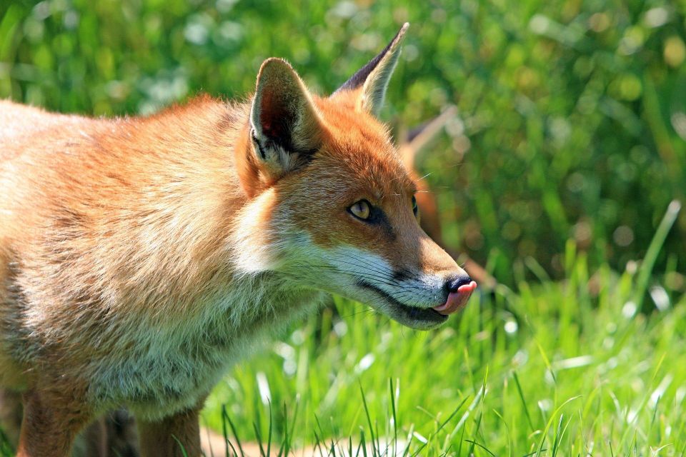 Fox g140847bfb 1920
