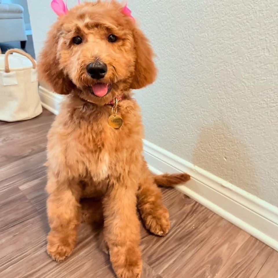 happy dog grooming spring valley