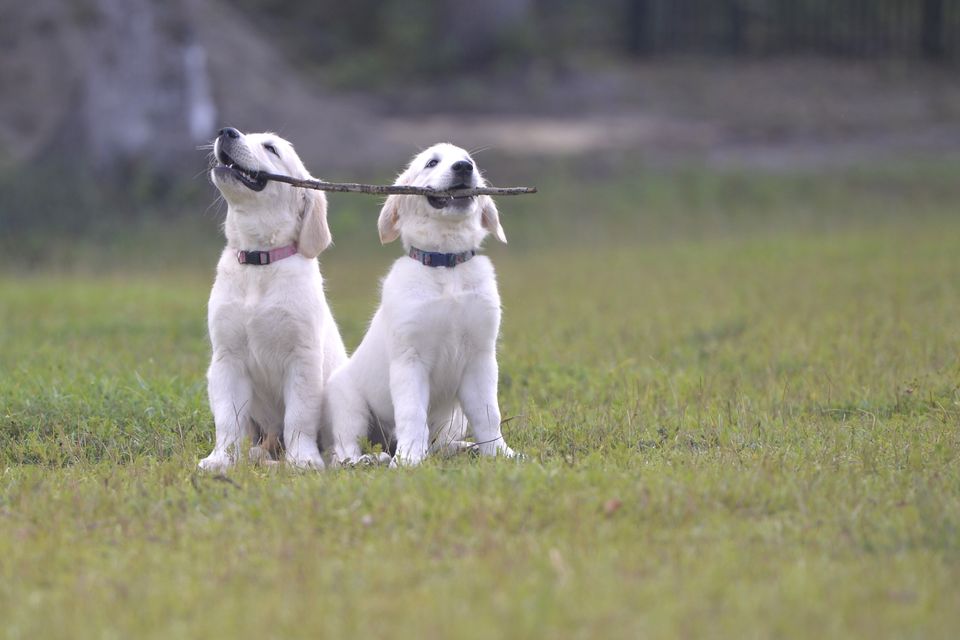 Puppy7