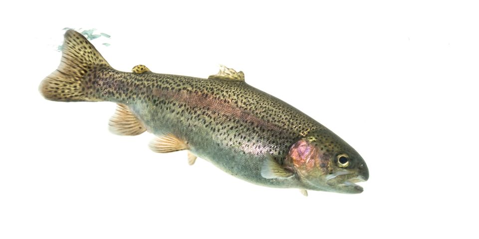 Rainbow trout sam stukel 2020 1