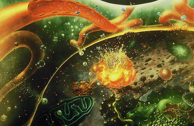 Robert Evans: Human cell