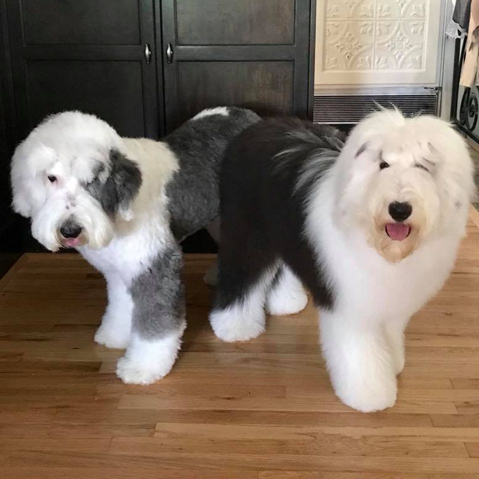 Prestigious pets salon   hotel gallery 003