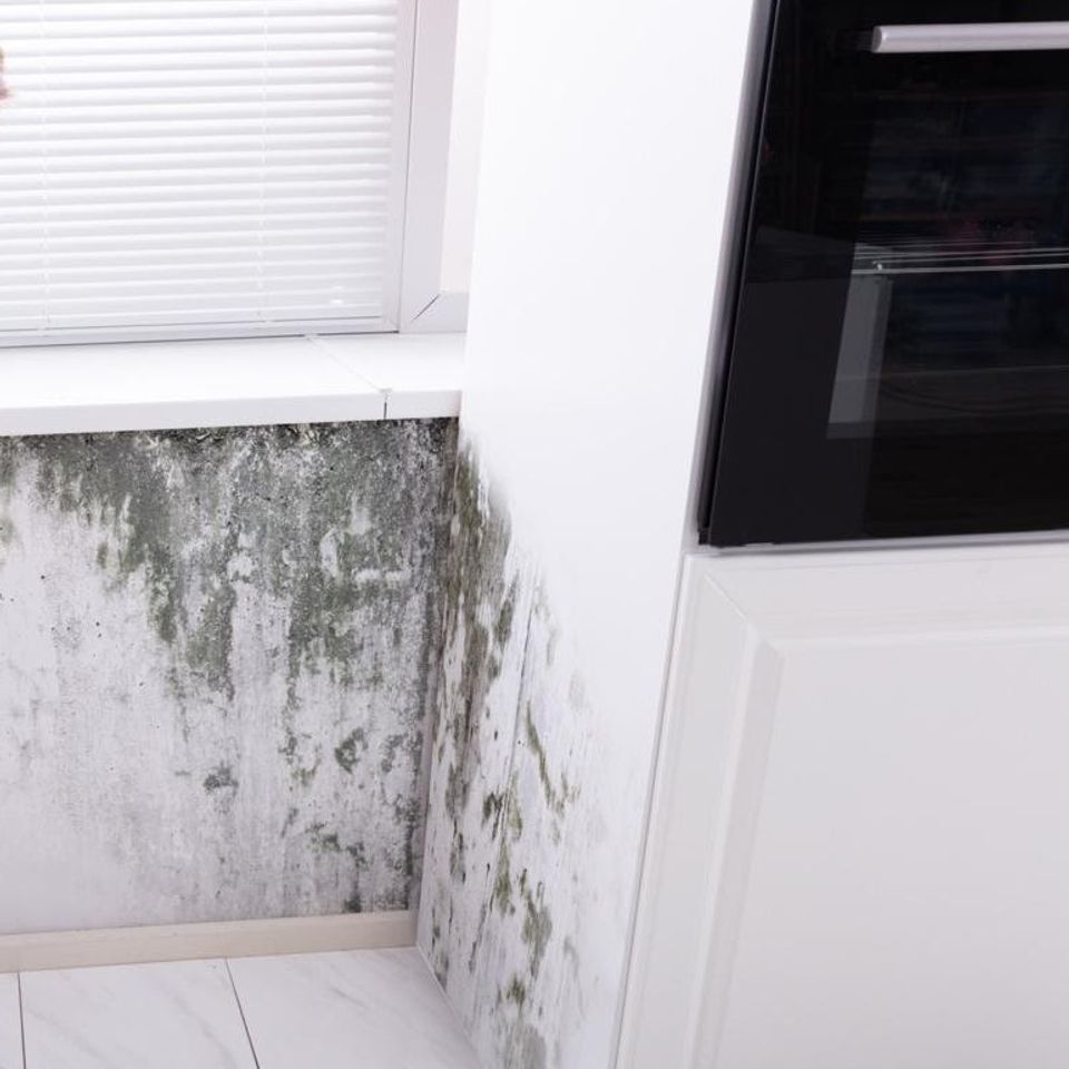 Moldsprayers can fix your moldy kitchen or bathroom (2)