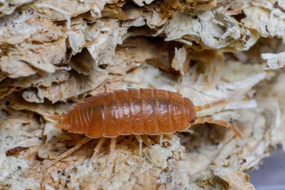 Isopod Food and Nutrition