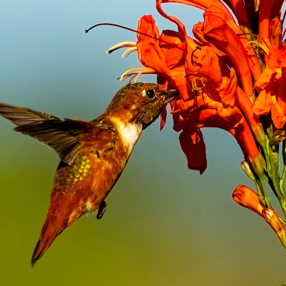 Allens hummingbird on orange flowers copy