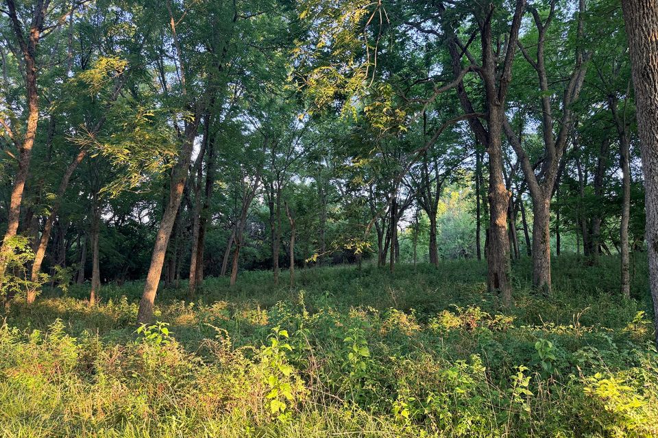 Went 72 11 stand of trees