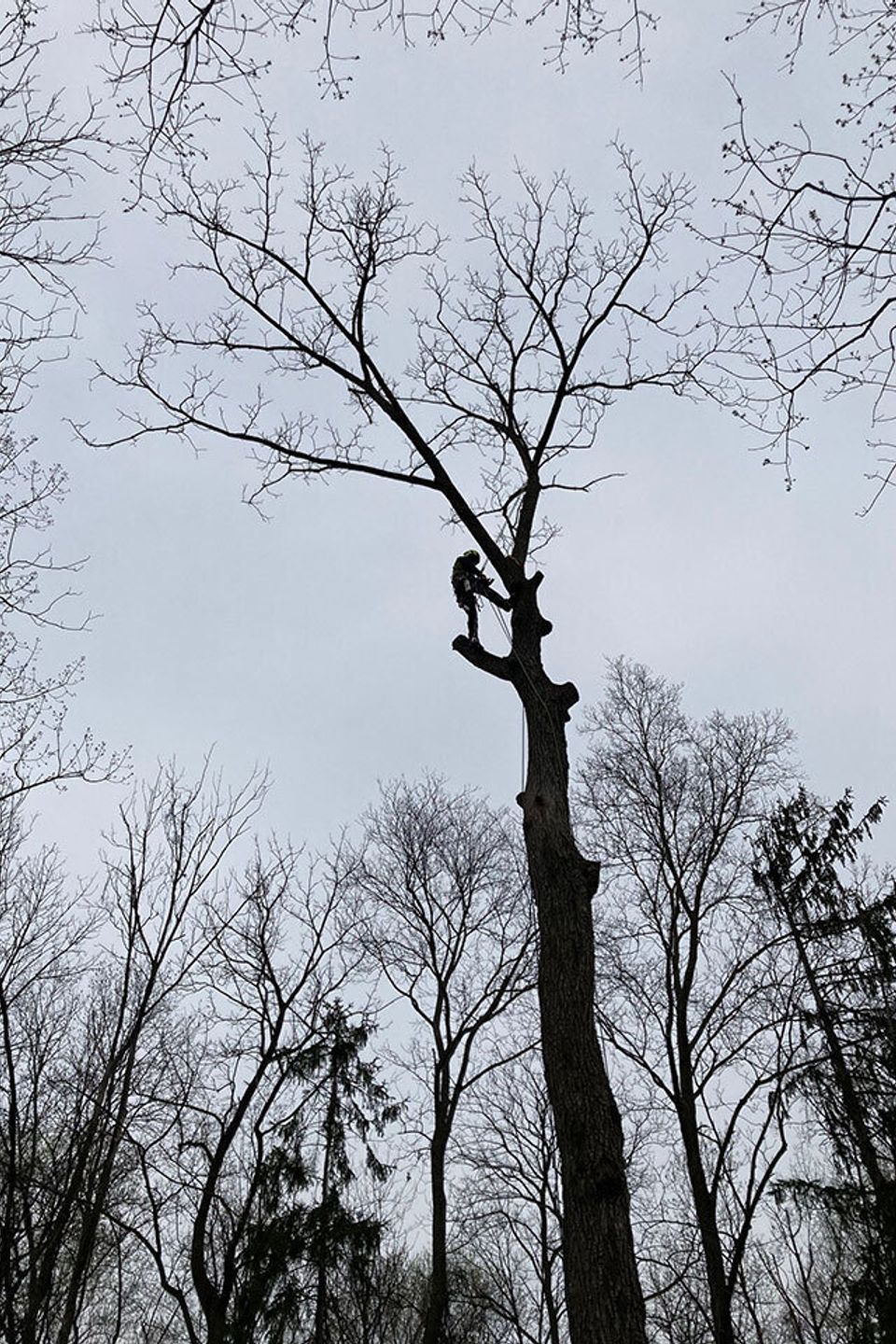 Climbing to remove a mature black walnut tree. 