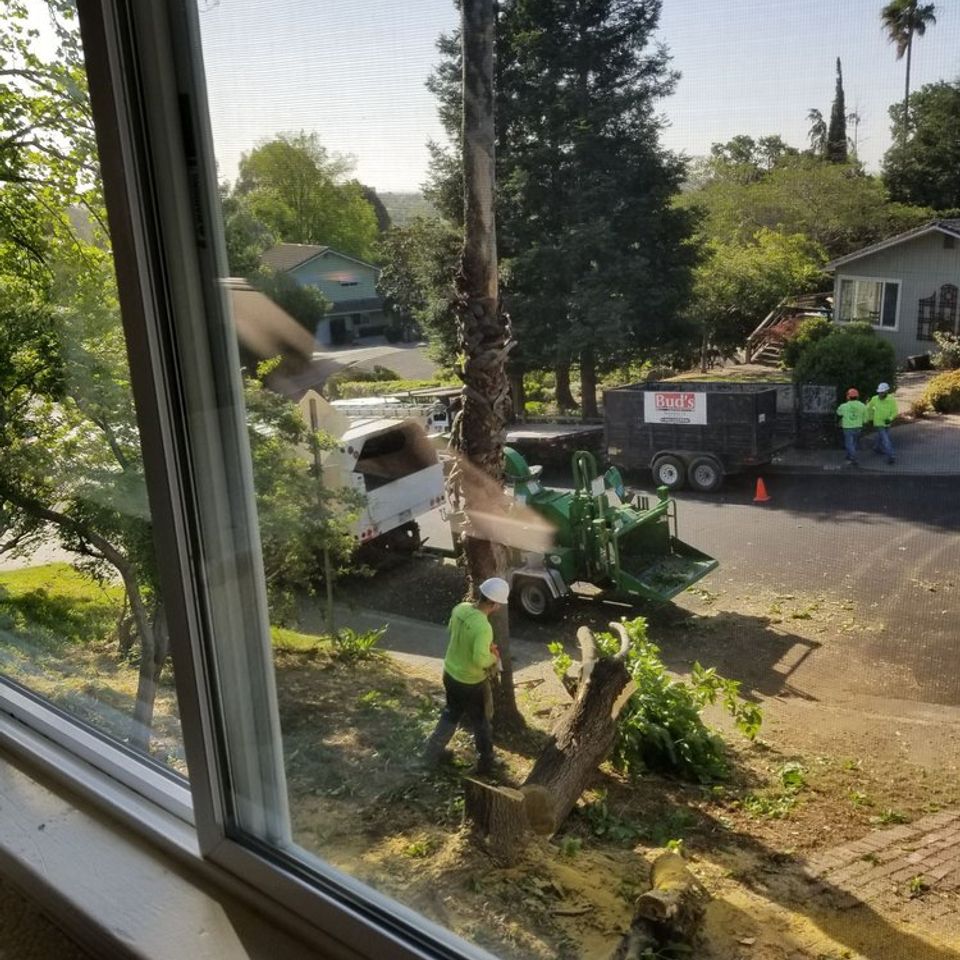 Professional debris removal and wood chipping service for a clean residential landscape – Bud’s Tri-County Tree Services Inc. – Licensed #785788