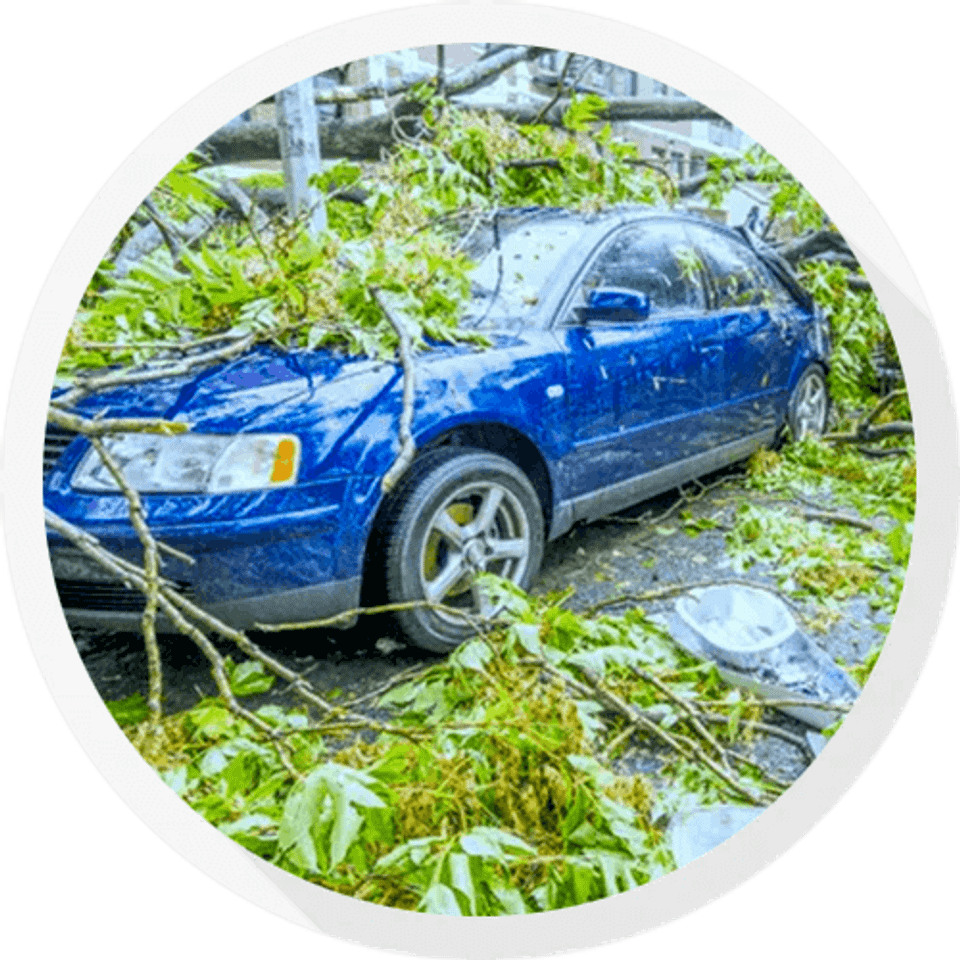 Tree fall on car damage