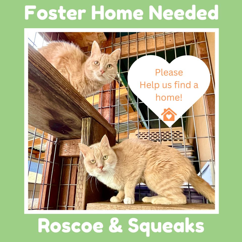 Foster home needed