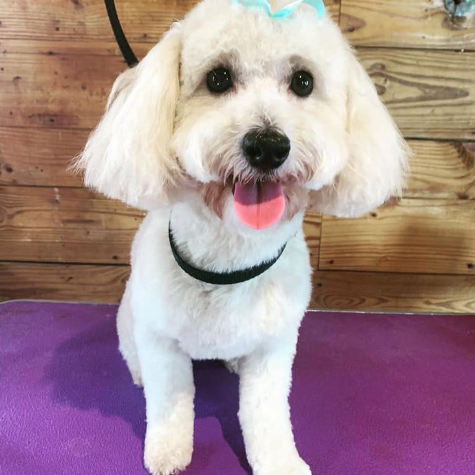 Small white bichon dog with blue bow poses after grooming
