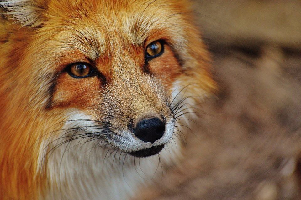 Red fox g3317a0731 1920