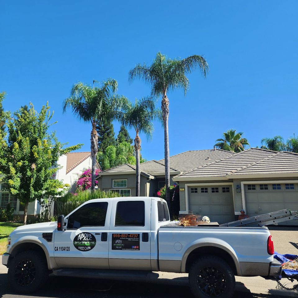 Above It All Tree Care truck on-site for a professional tree removal and hauling project in Northern California