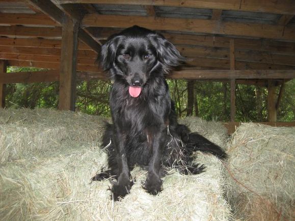 Hay