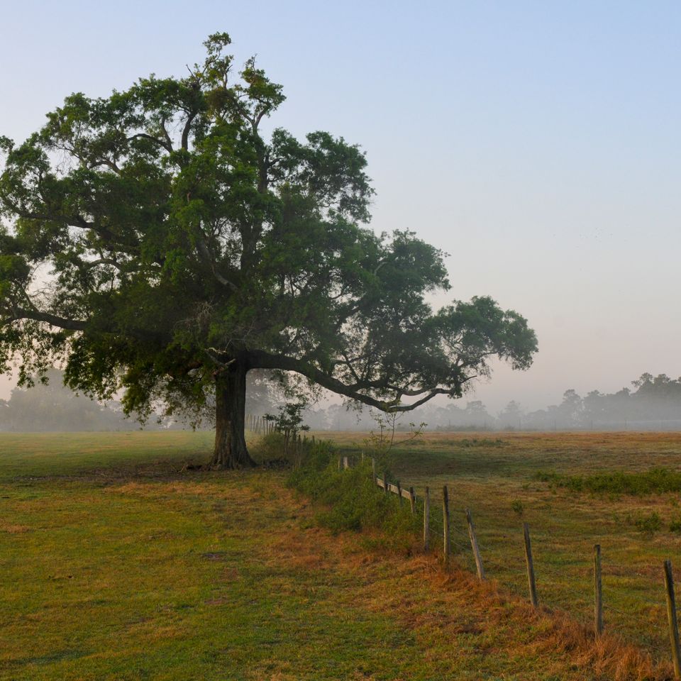 Rc rur early morning field 1 4