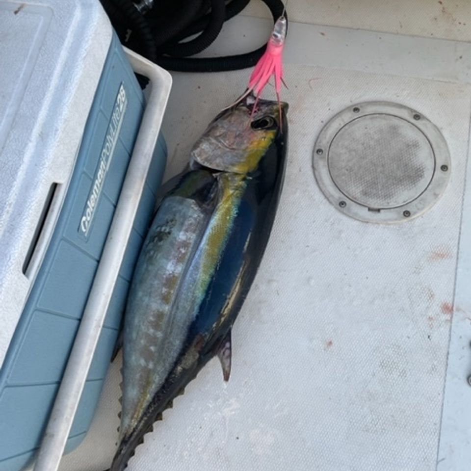 11 lb tuna
