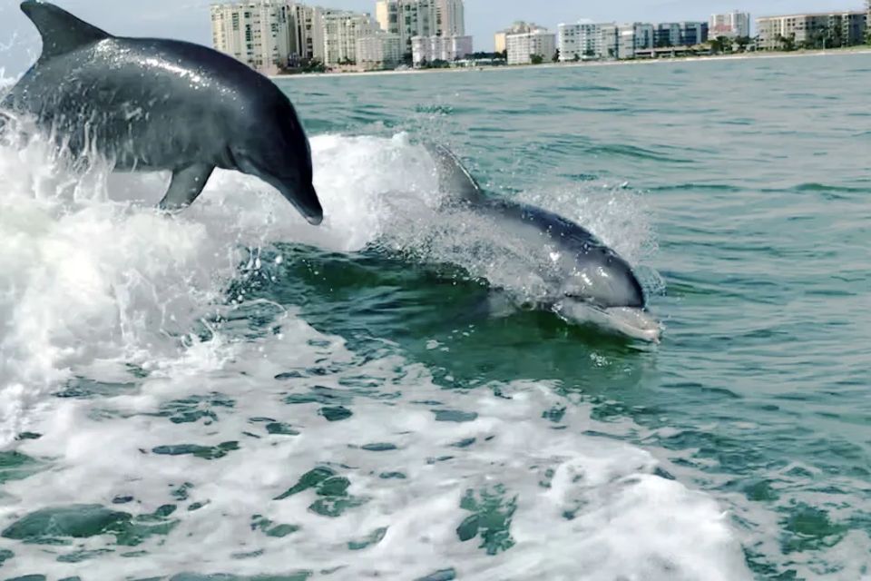 Charleston dolphin tour 1