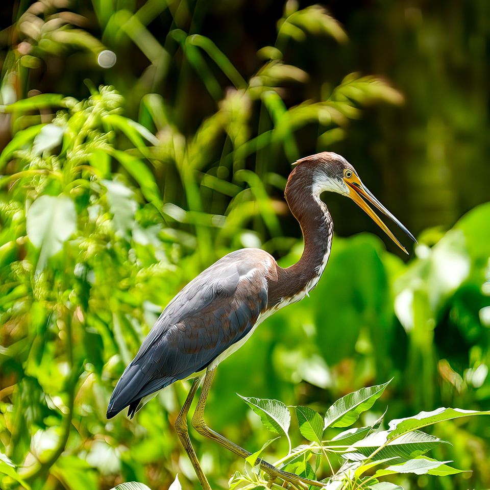 Bird posing