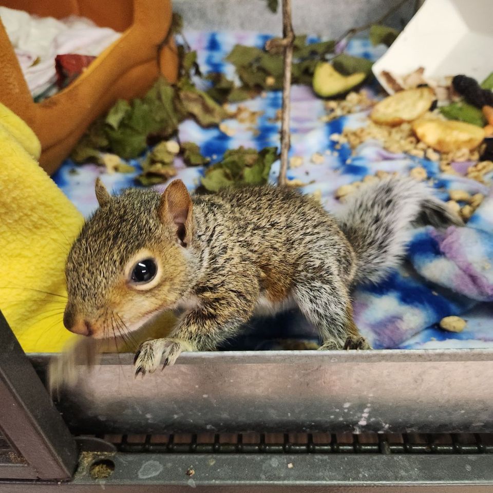 Squirrel Wild Kritters of Niagara County NY