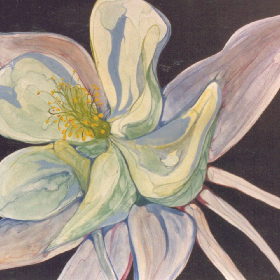 Colorado columbine lg