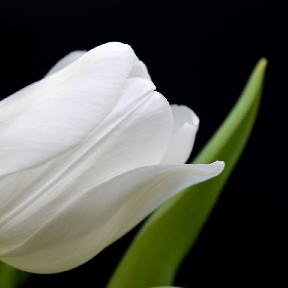 Flower g9bf516e01 1920