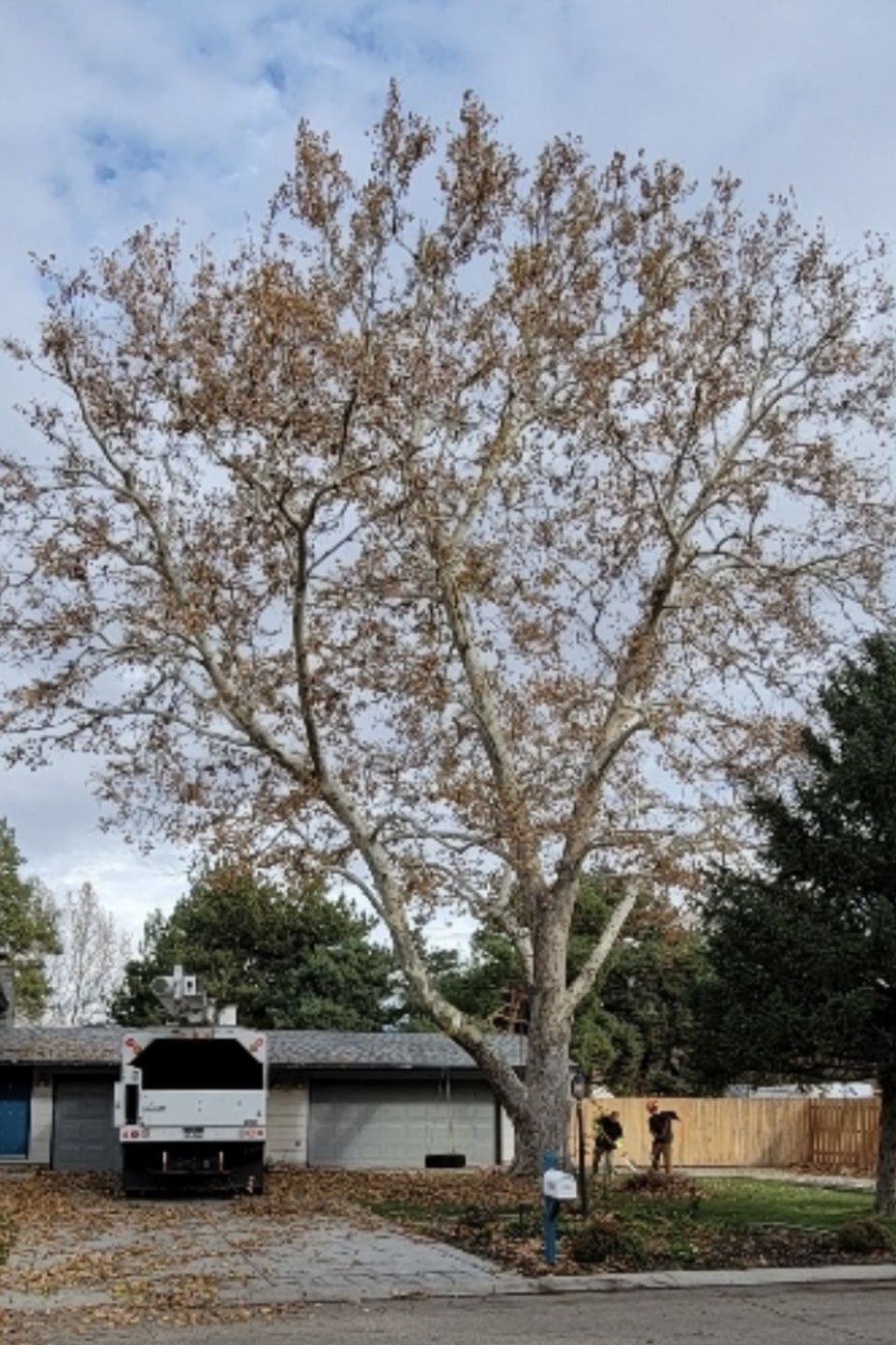 Tree removal