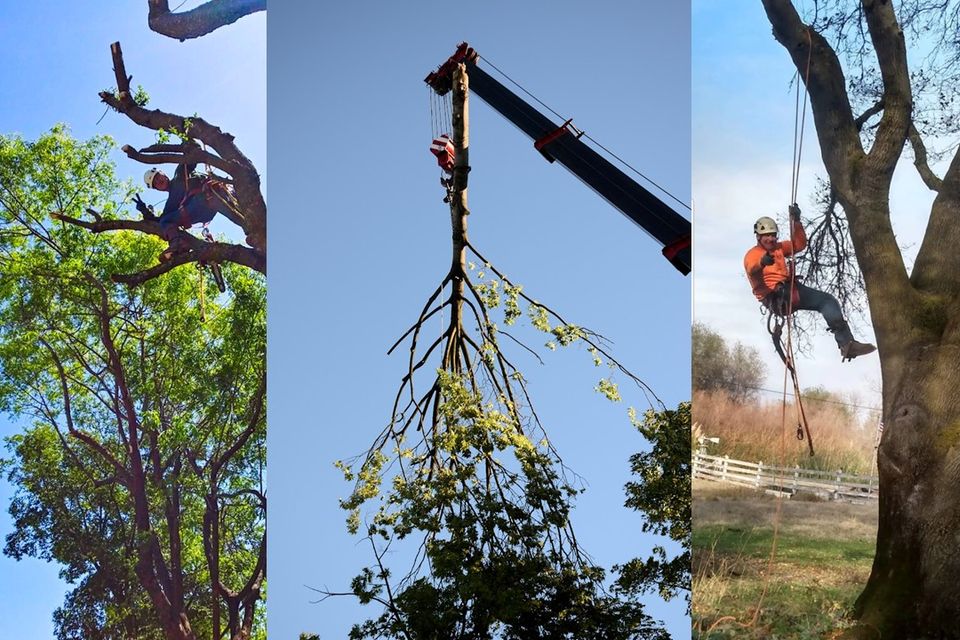 Certified tree specialist using advanced safety lines to safely remove heavy branches high above a residential property.