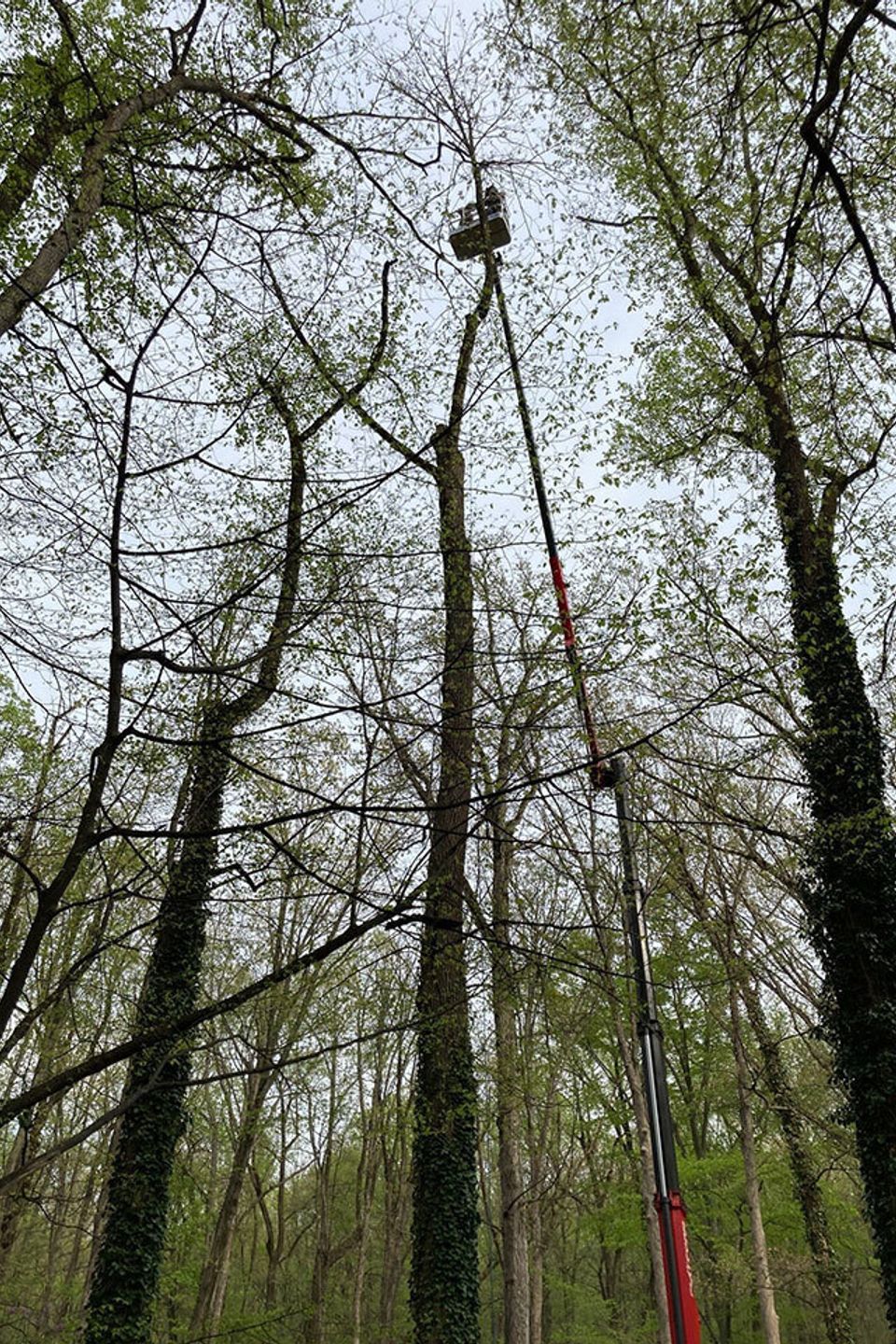 Removal of dead ash tree in allentown. 