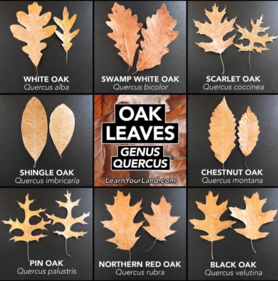Oak leaves