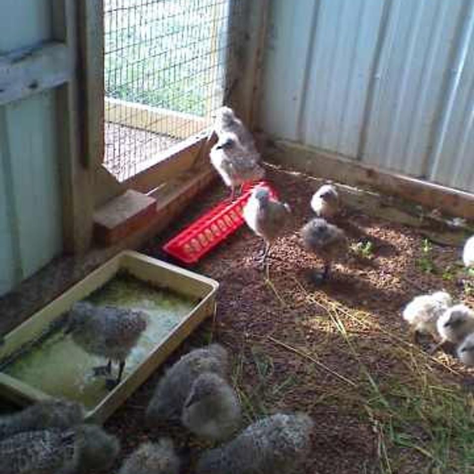 Wild Kritters of Niagara County NY