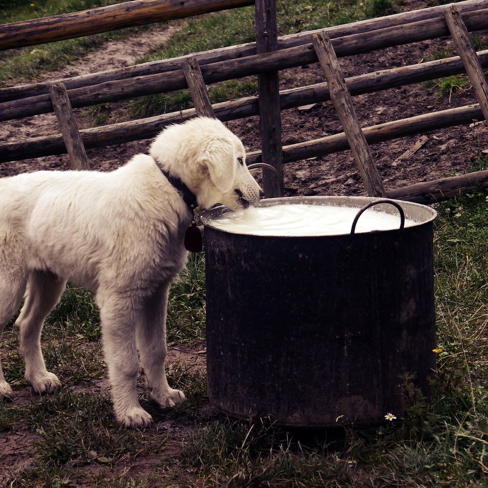 Milk g52550b578 1920 original