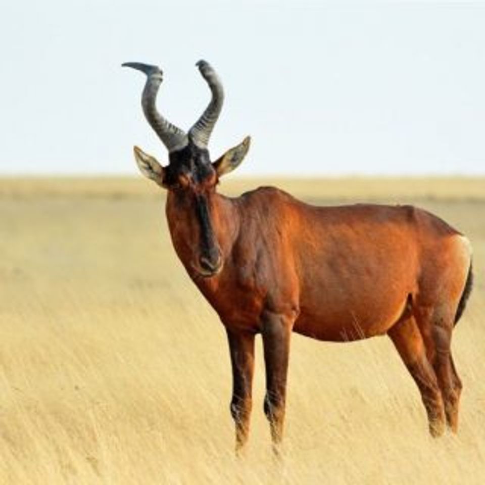 Red hartebeest