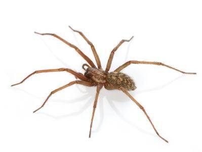 Spider