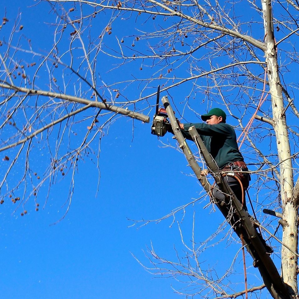 Tree e835b10a20 1920