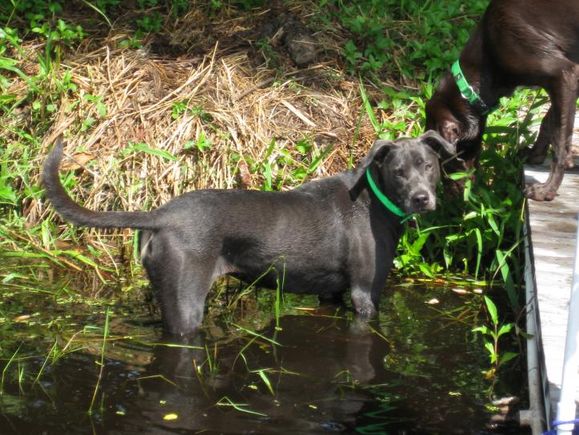 Holly black lab