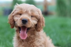 Rapid resolution therapy boise