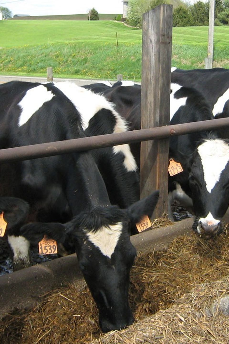 Cattle gf0f07275a 1920