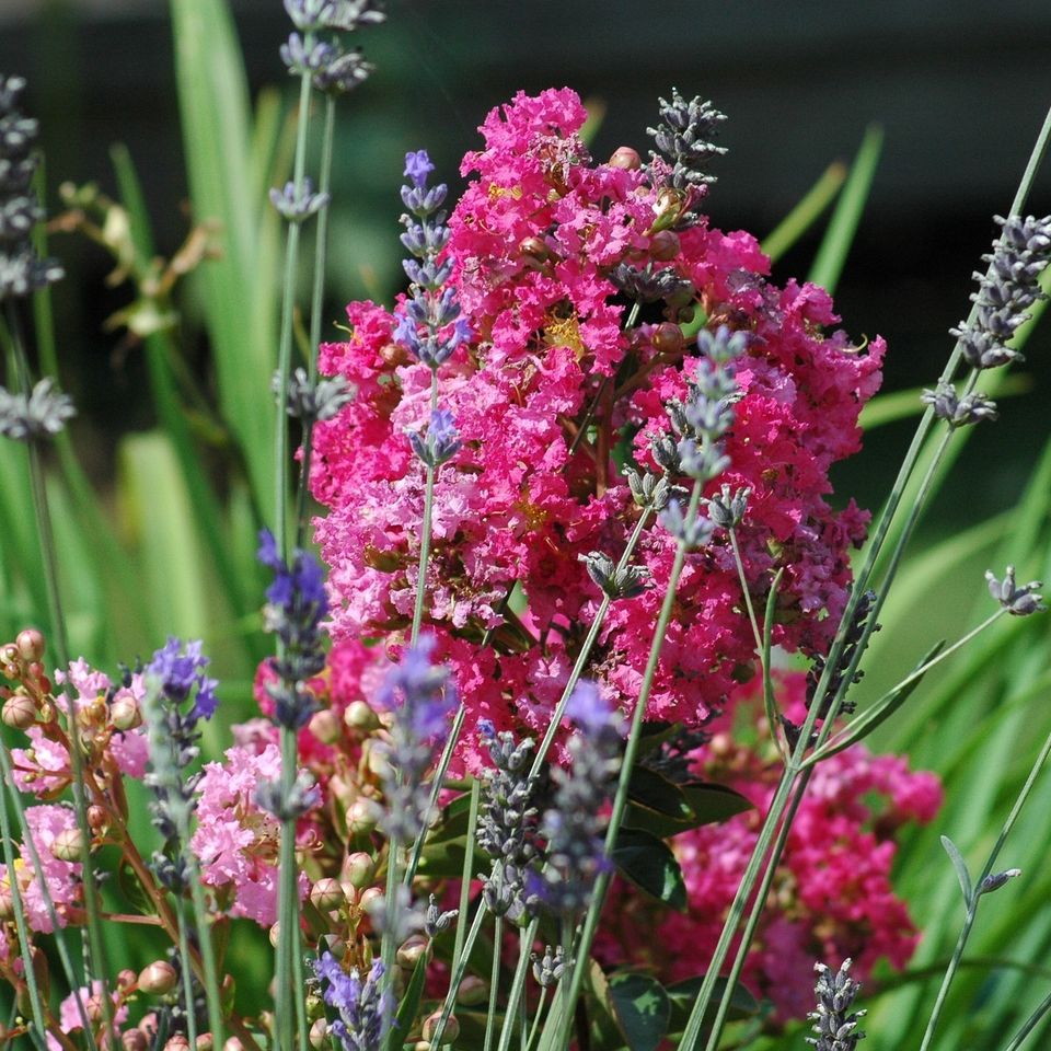 Flowers 55e6d44242 1920
