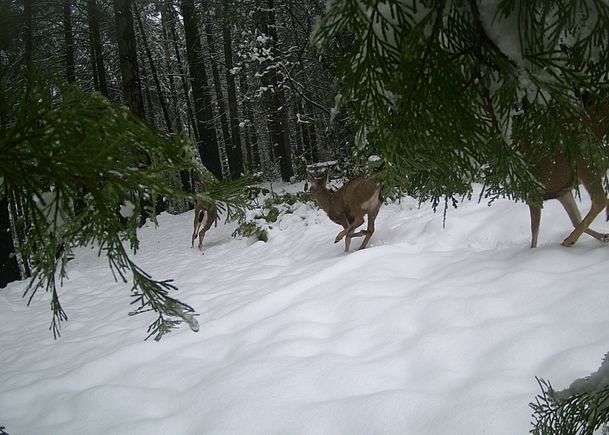 Deersnow
