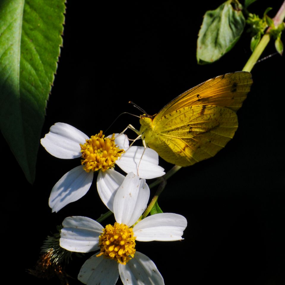 Butterfly flowers 3489