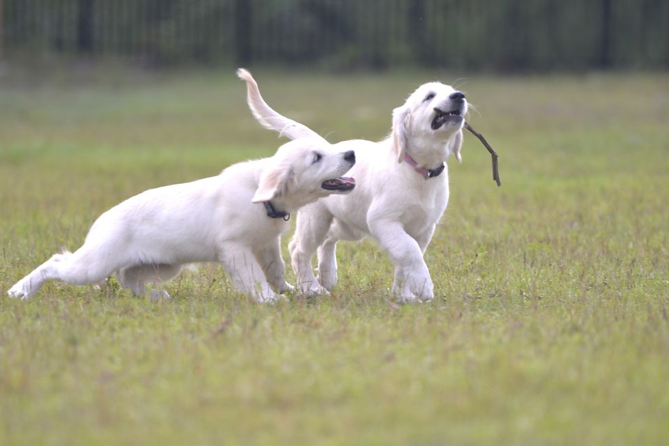 Puppy 1