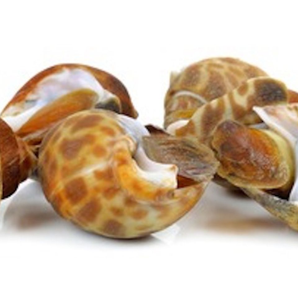 Topshell