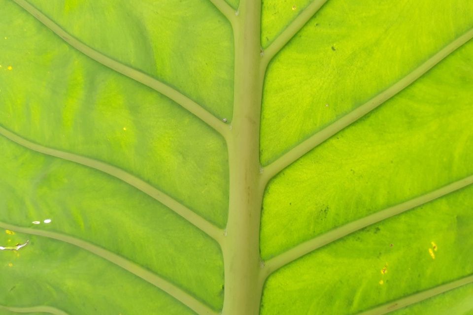 Photo 1611026244904 4e1cae7a779d