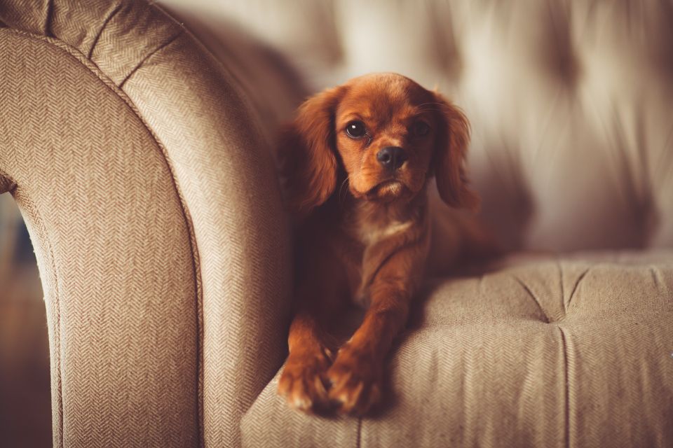 Odor removal Cullman AL Carpet Cleaners 