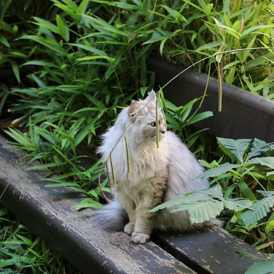 Longhair cat gc178edc57 1920