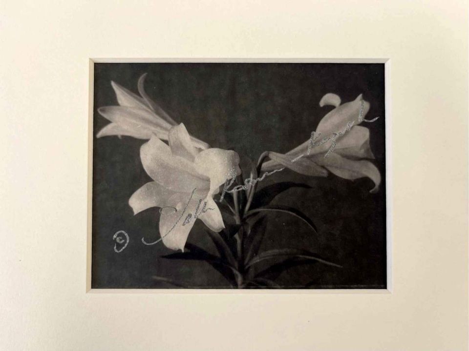 Bermuda lilys platinum print