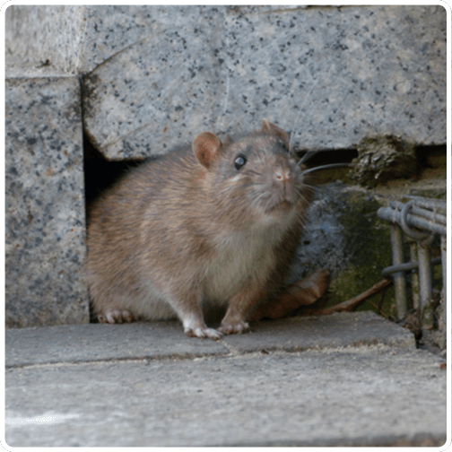 Wildlife rats