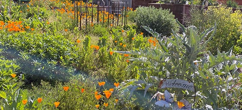Poppies
