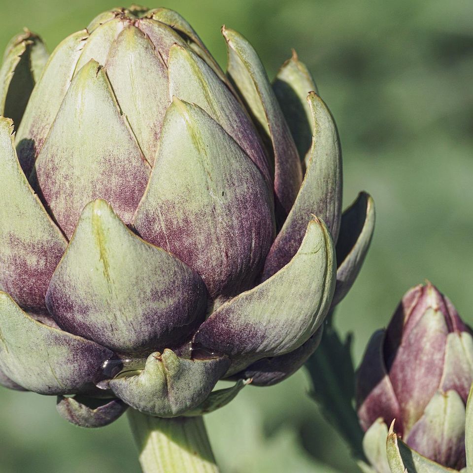 Artichokes gcc1e9d150 1920