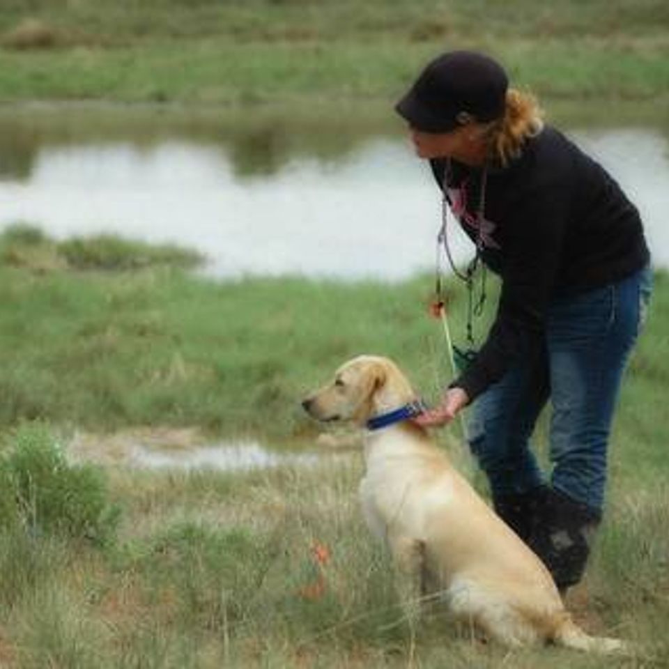 Professional Hunt Dog Trainer, Lab Breeders, & Boarding Services in Adrian Oregon